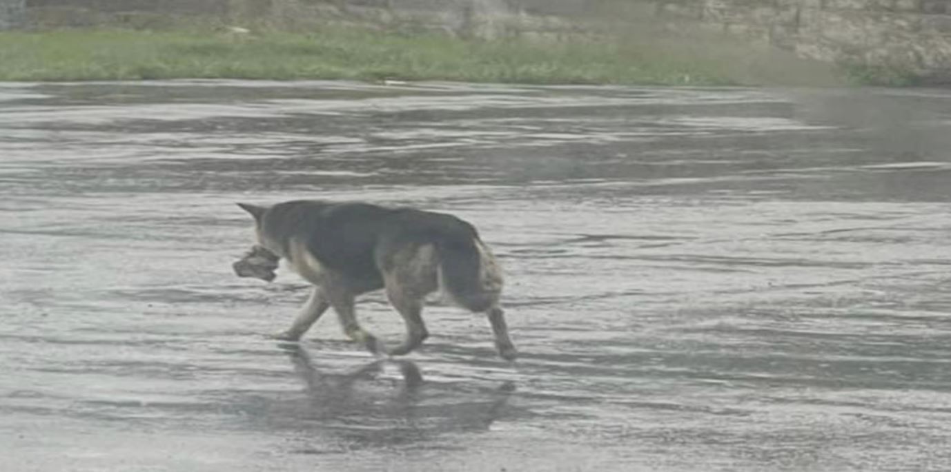 Perro callejero de luto lleva su peluche favorito por la