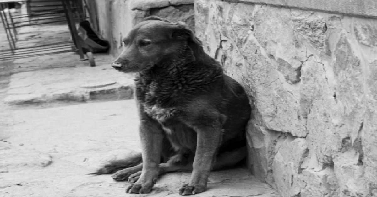 Perro callejero de luto lleva su peluche favorito por la