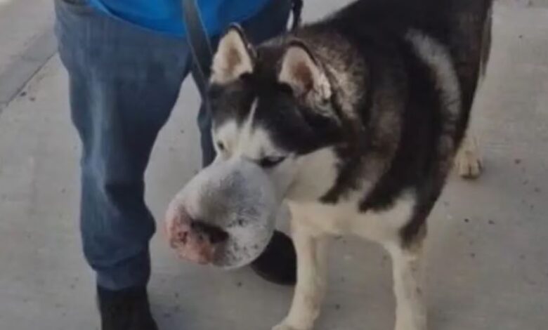 Rex el cachorro al que nadie queria operar se somete