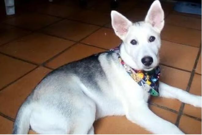 Video hombre de 80 anos envenena al perro de su