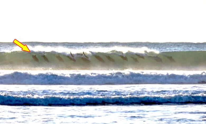Delfines surfeando ola sidney portada