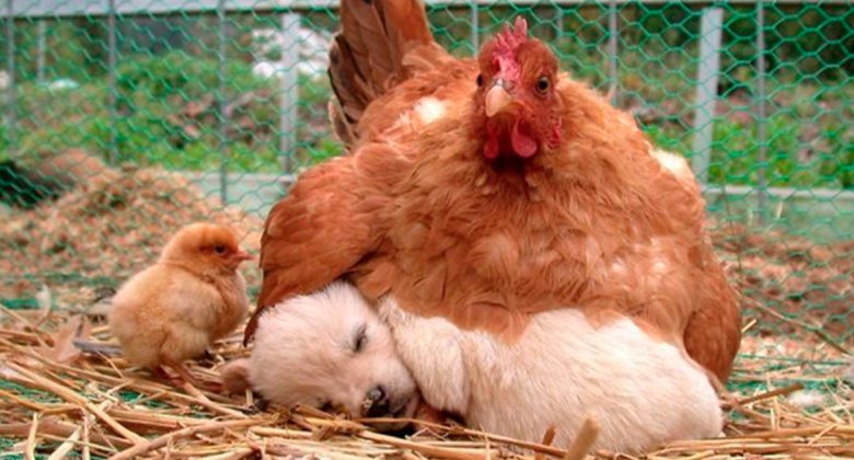 14 fotos que prueban que las gallinas son las mejores