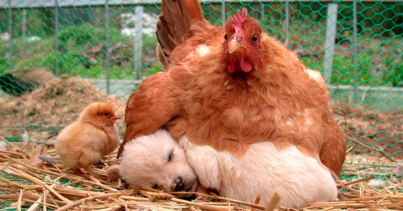 14 fotos que prueban que las gallinas son las mejores