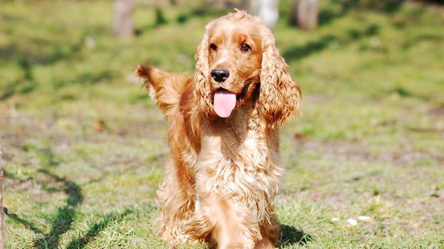 Cocker spaniel ingles