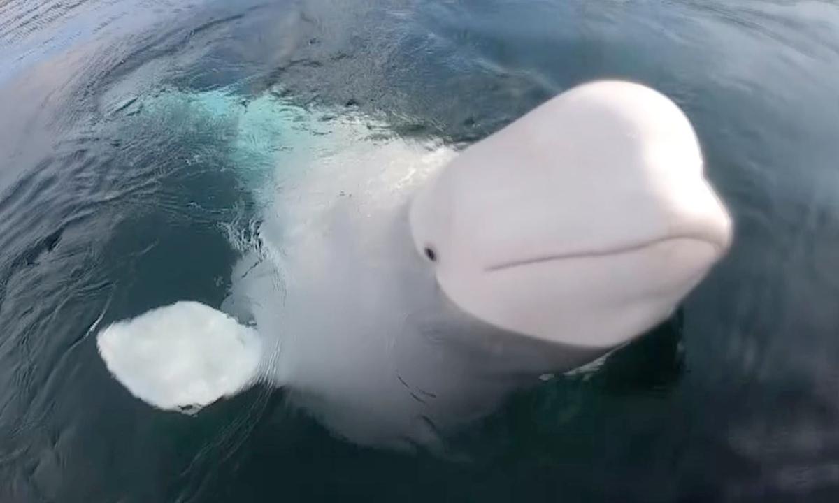 Hvaldimir, la ballena beluga, devuelve la gopro perdida de un kayakista antes de posar para la cámara | correo diario en línea