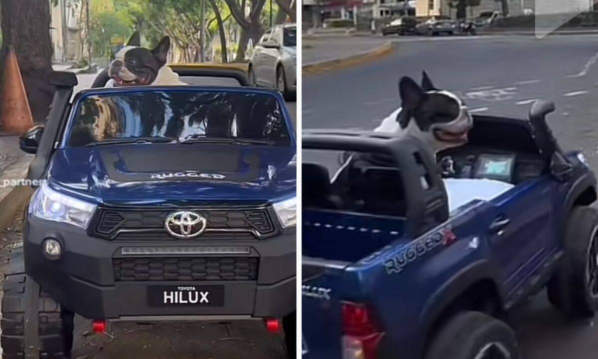 1686261897 El perro se esta volviendo viral porque tiene su propia