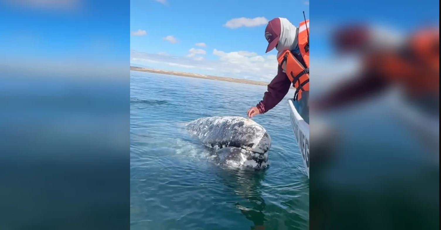 1686780759 Ballena confia tanto en un capitan que se le acerca