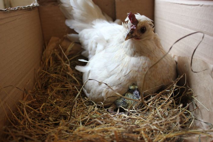 1686953687 300 14 fotos que prueban que las gallinas son las mejores