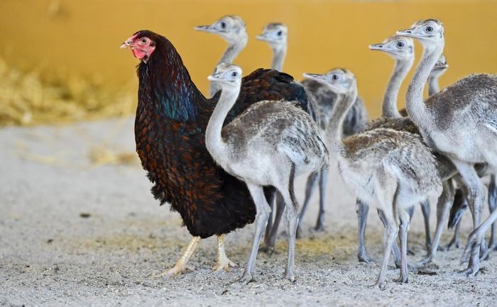 1686953687 336 14 fotos que prueban que las gallinas son las mejores