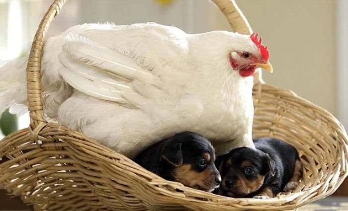 1686953687 348 14 fotos que prueban que las gallinas son las mejores