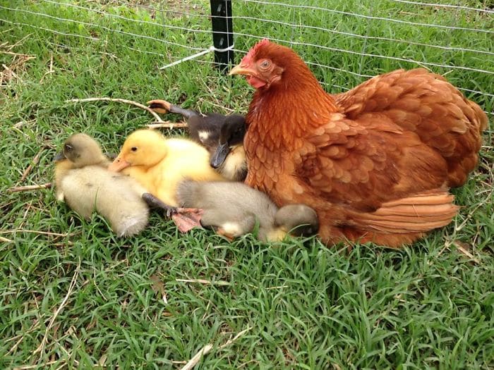 1686953687 678 14 fotos que prueban que las gallinas son las mejores