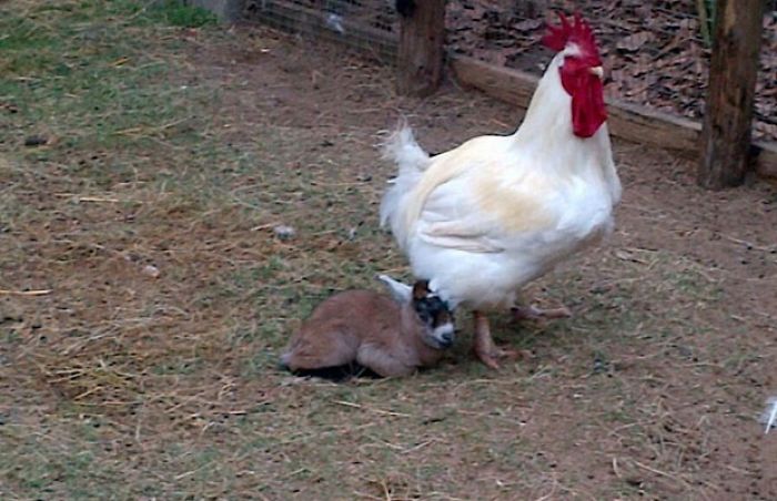 1686953687 743 14 fotos que prueban que las gallinas son las mejores