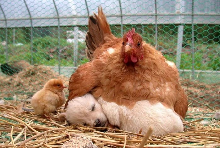 1686953687 818 14 fotos que prueban que las gallinas son las mejores