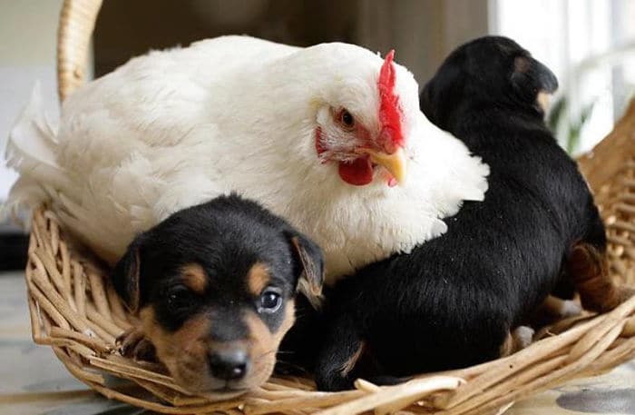 1686953687 842 14 fotos que prueban que las gallinas son las mejores