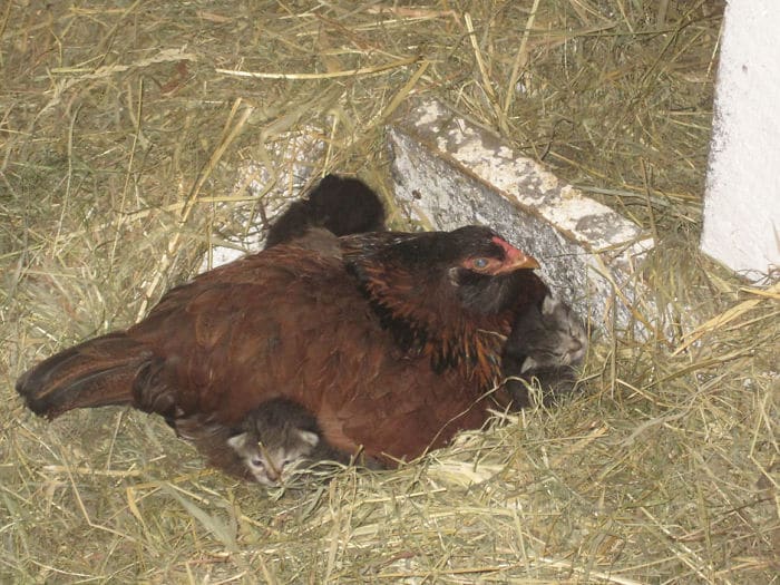 1686953687 907 14 fotos que prueban que las gallinas son las mejores