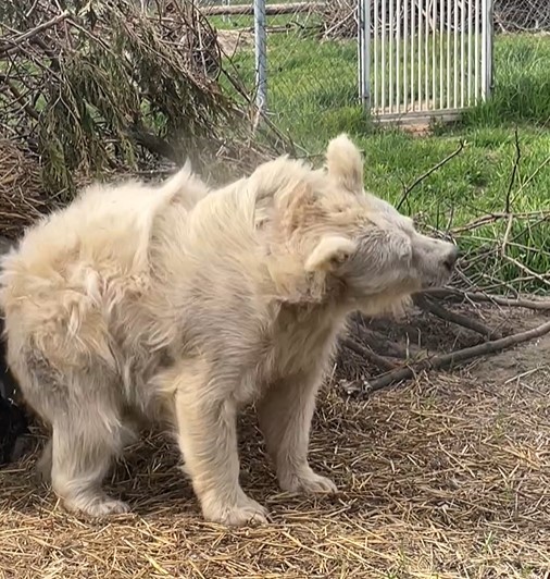 1687126617 177 la historia de chada el adorable oso recien despertado que