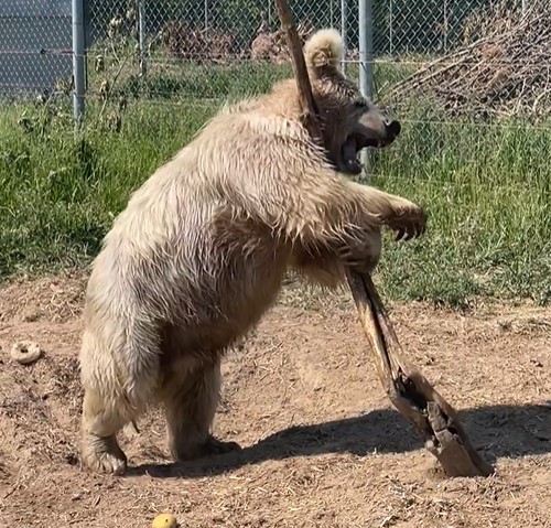 1687126617 258 la historia de chada el adorable oso recien despertado que