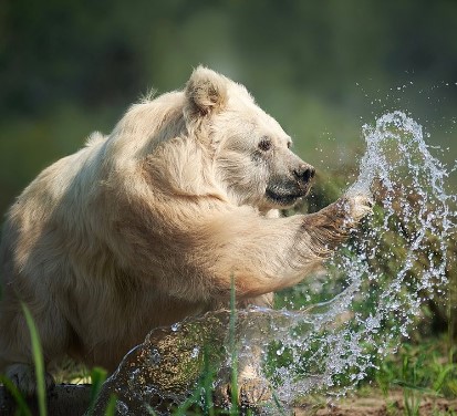 1687126617 37 la historia de chada el adorable oso recien despertado que