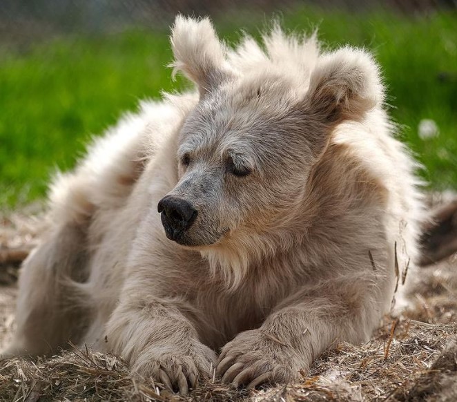 1687126617 380 la historia de chada el adorable oso recien despertado que