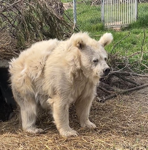 1687126617 572 la historia de chada el adorable oso recien despertado que