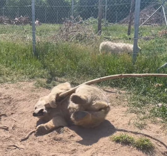 1687126617 827 la historia de chada el adorable oso recien despertado que