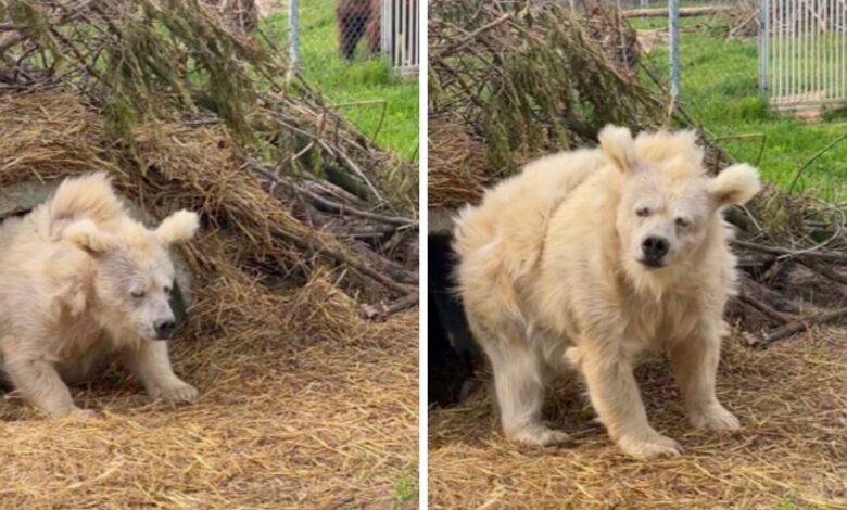 1687126618 la historia de chada el adorable oso recien despertado que