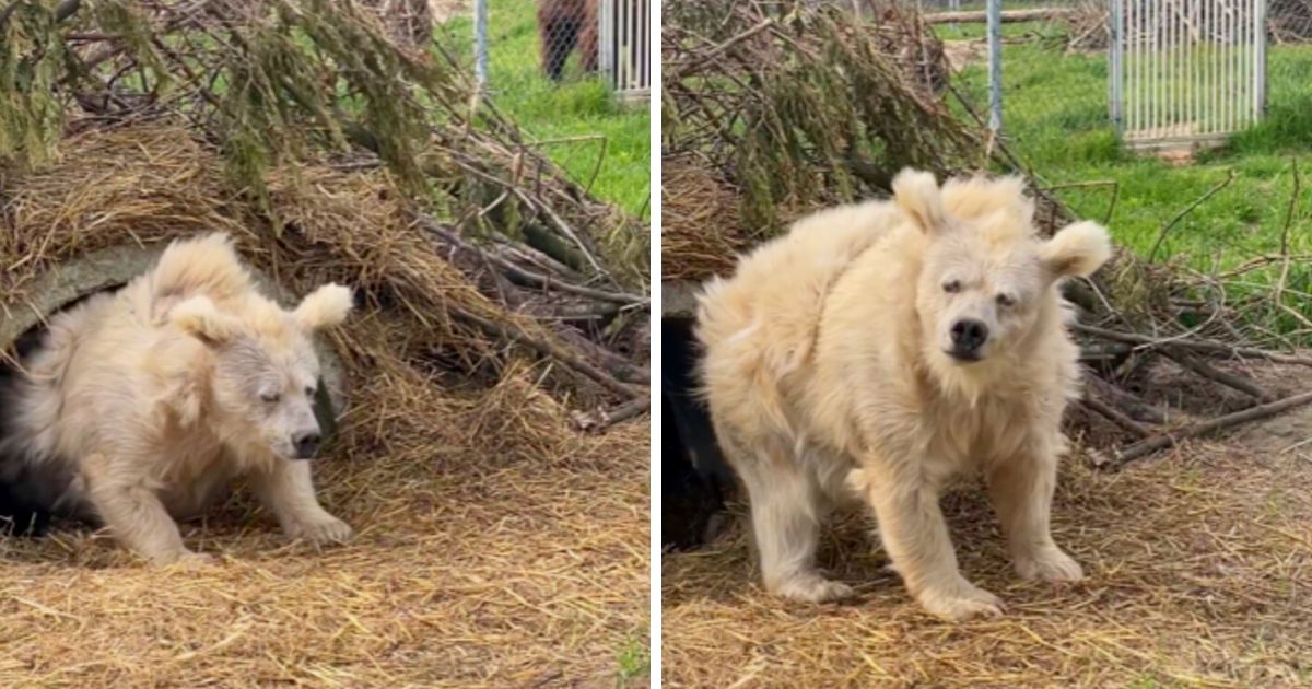 1687126618 La historia de Chada el adorable oso recien despertado que