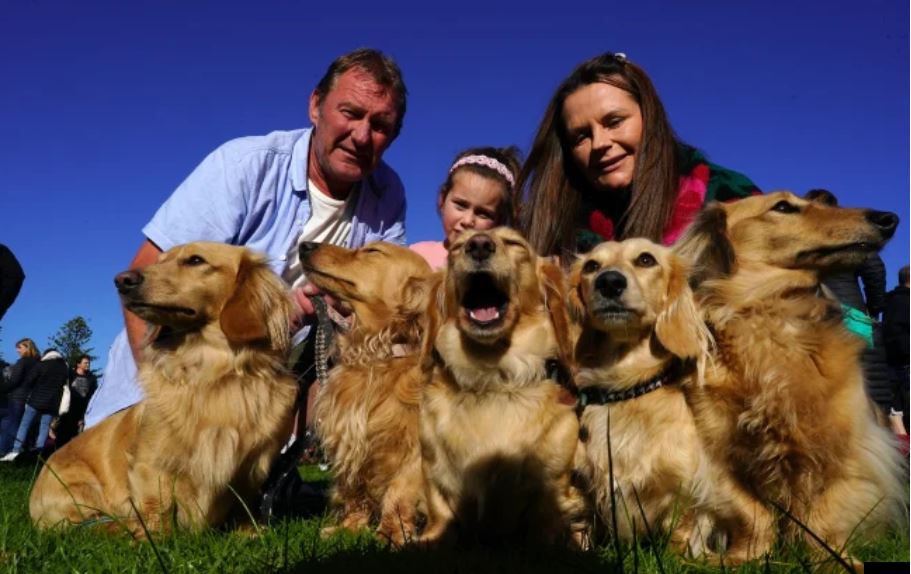 1687472692 567 en una adorable reunion masiva los perros salchicha rompen un