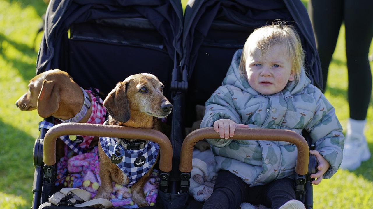 Grace (2) con los perros bonny y frank disfruta del intento de récord mundial. Imagen: nca newswire / valeriu campan