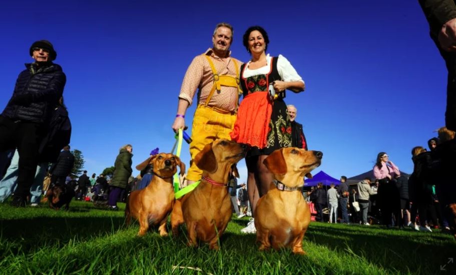 1687472692 890 en una adorable reunion masiva los perros salchicha rompen un