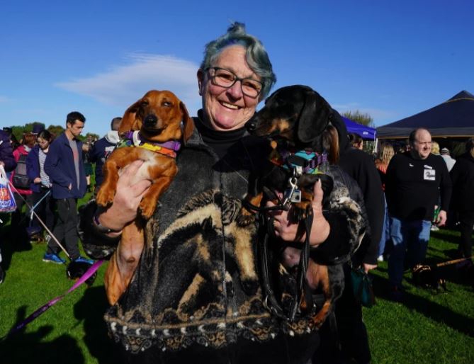 1687472692 892 en una adorable reunion masiva los perros salchicha rompen un