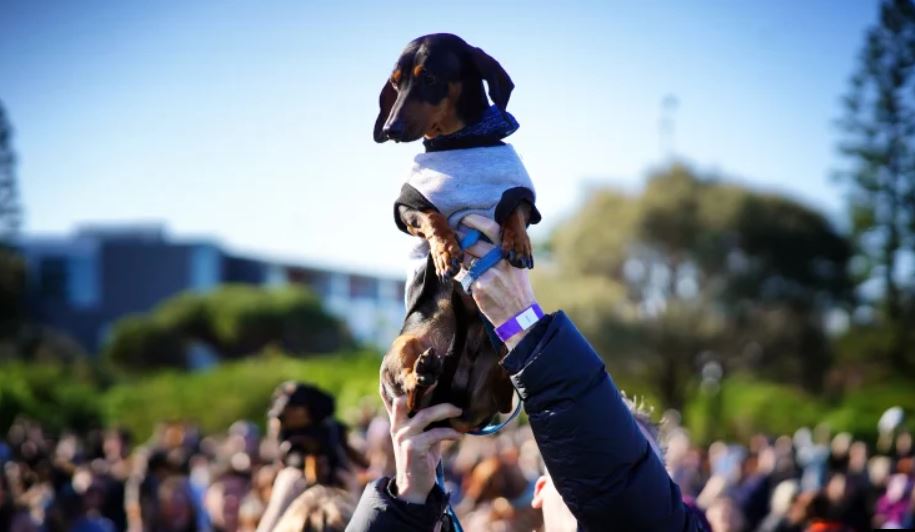 1687472693 En una adorable reunion masiva los perros salchicha rompen un