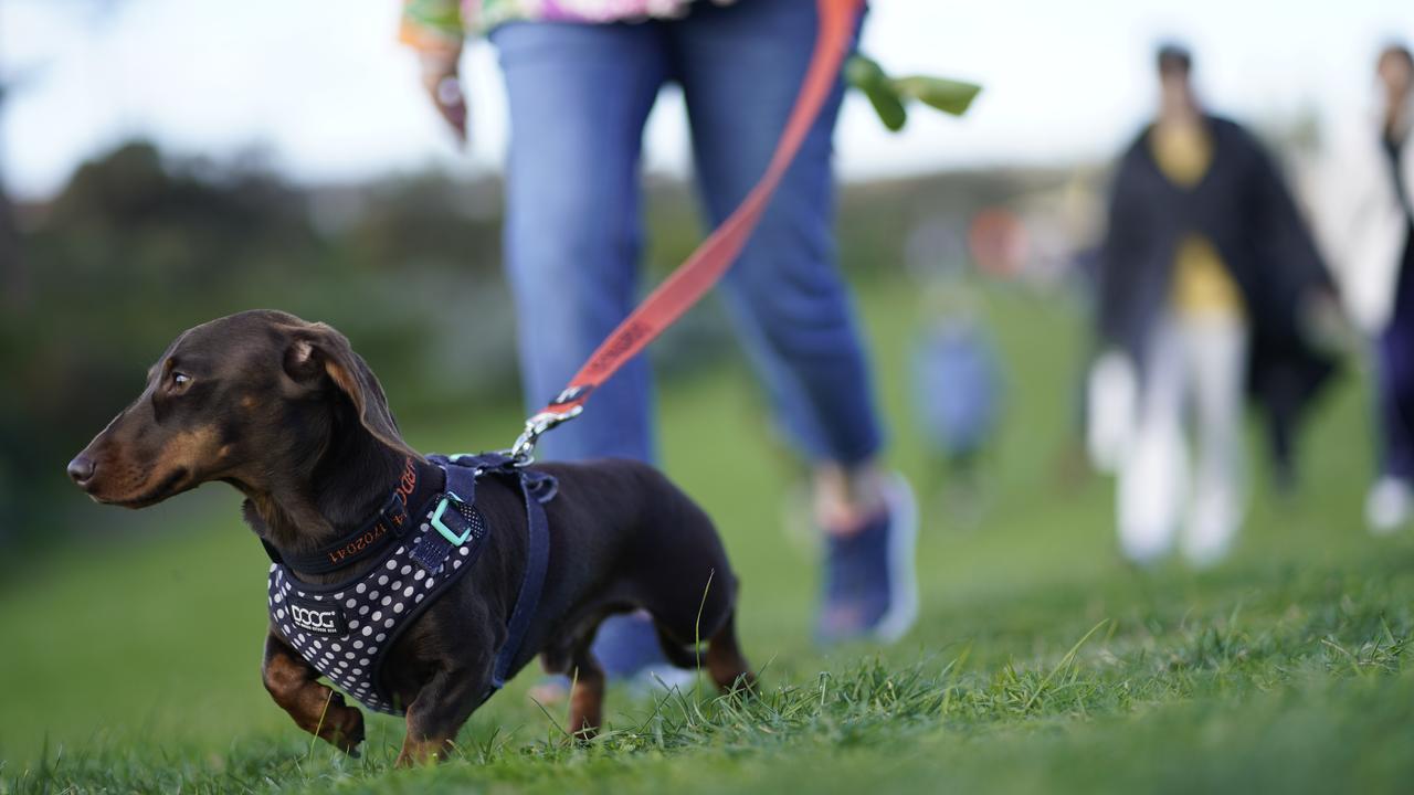 Los propietarios de dachshund en melbourne y sus alrededores han batido el récord mundial guinness por el paseo de perros más grande realizado por una sola raza. Imagen: nca newswire / valeriu campan