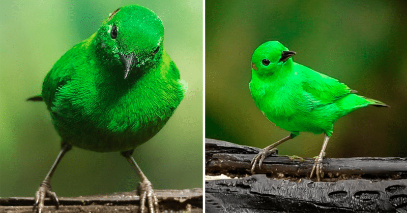 Este pajaro es tan unico y hermoso que parece brillar