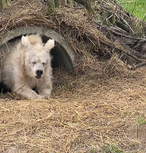 La historia de chada el adorable oso recien despertado que