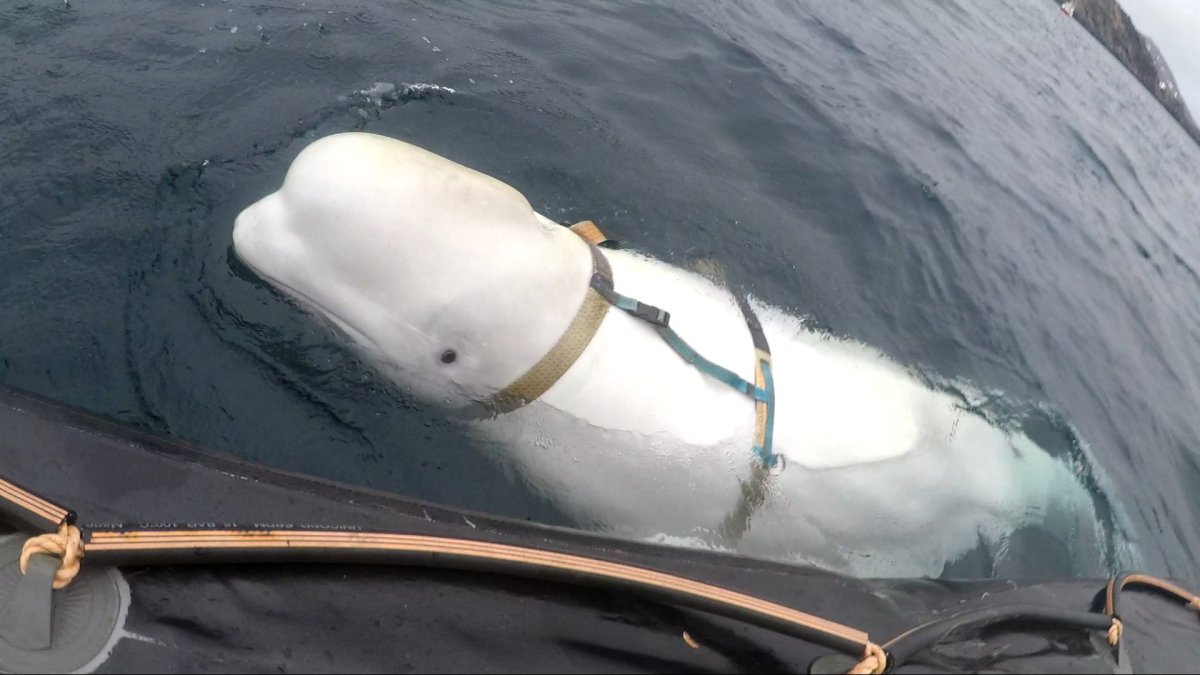 Suecia toma medidas rápidas tras la llegada de la mundialmente famosa 'ballena espía' - world news report - ein presswire