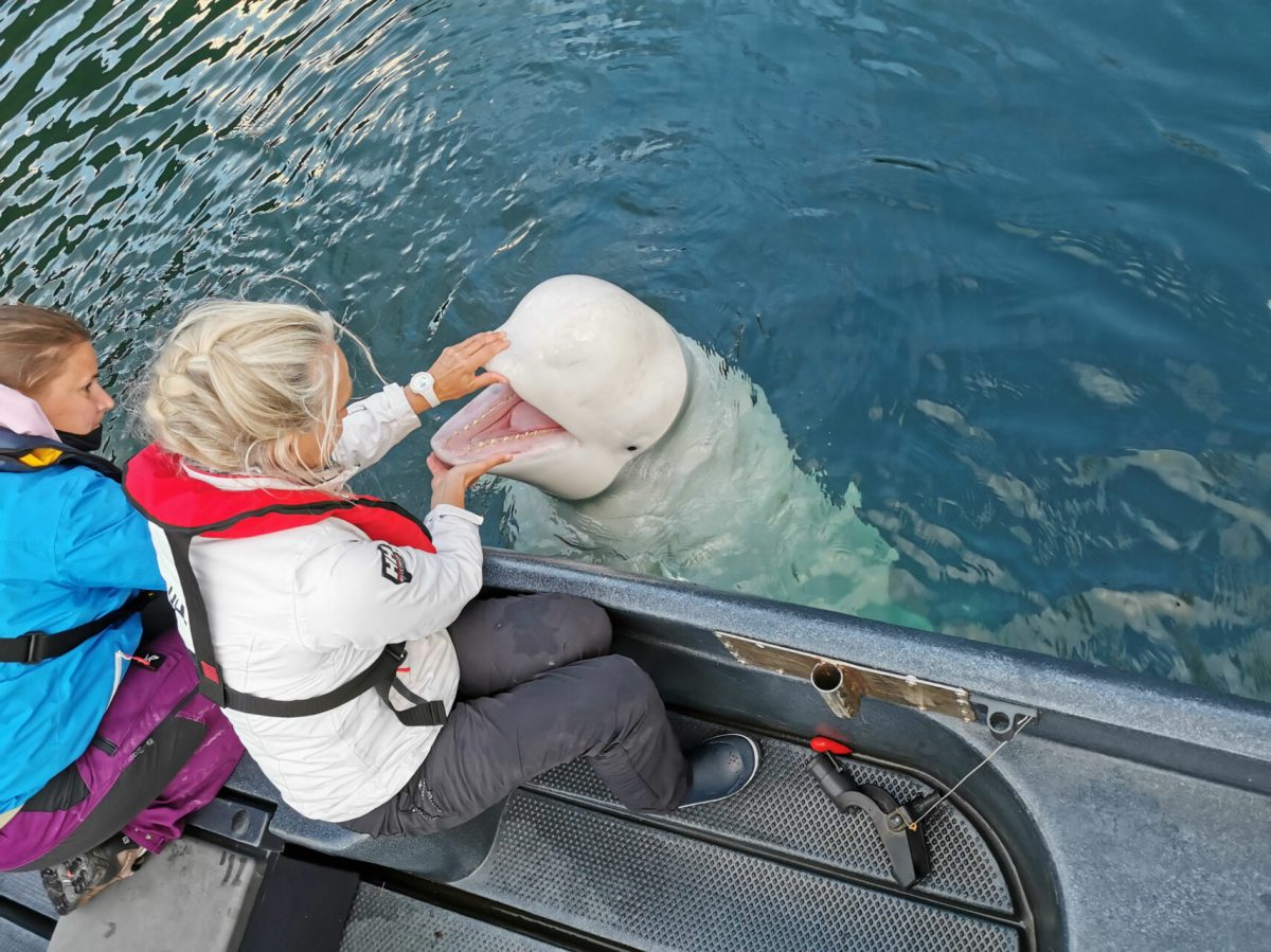 Lost beluga: una entrevista con lindsay rubincam - fundación save our seas