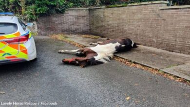 Un caballo abandonado a su suerte se convirtio en un