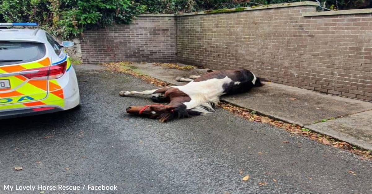 Un caballo abandonado a su suerte se convirtio en un