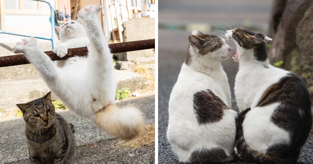 15 fotos divertidas y adorables de los gatos callejeros de