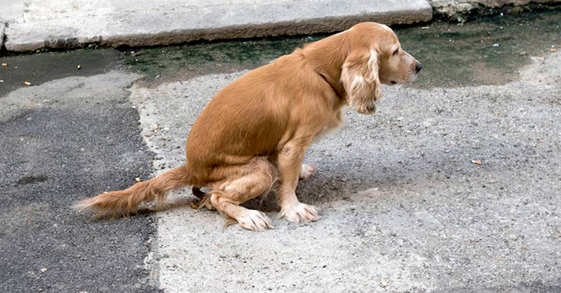 Heces de perros, un riesgo inmediato para la salud de los tunjanos | el periódico