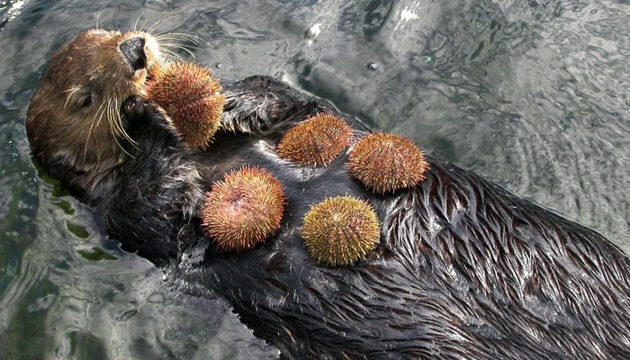 3 características de la nutria marina como defensora de la naturaleza