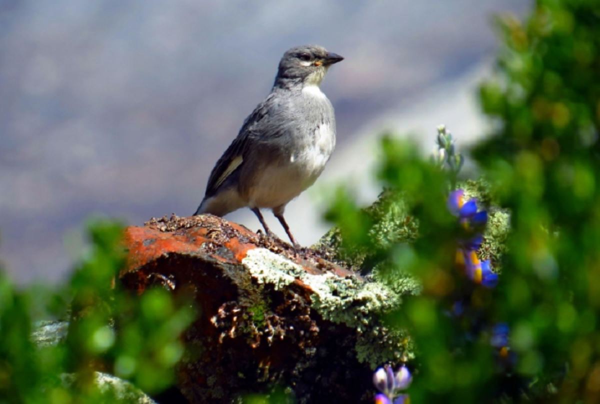 Parque Nacional Huascaran ¿Que especies animales y vegetales contiene esta