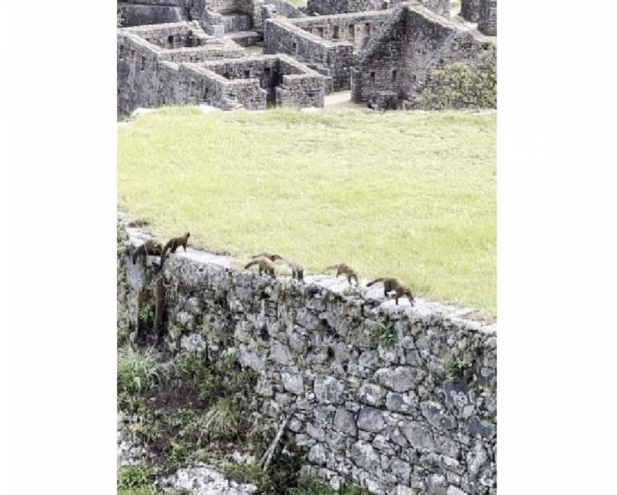 Machu Picchu turistas avistan a familia de coaties andinos paseando